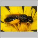 Panurgus calcaratus - Zottelbiene w002a 8mm - Teverener Heide det.jpg